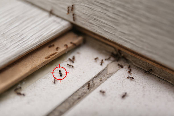 Best Termite Control Services  in , SD