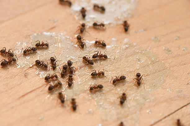 Best Affordable Pest Control Services  in , SD